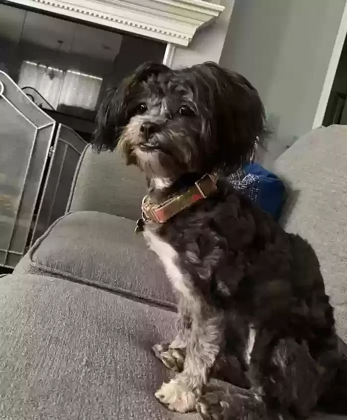 Lost dog in Garland, TX, 75040