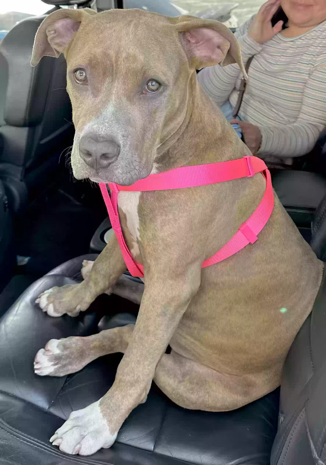Found dog in Gardena, CA, 90248