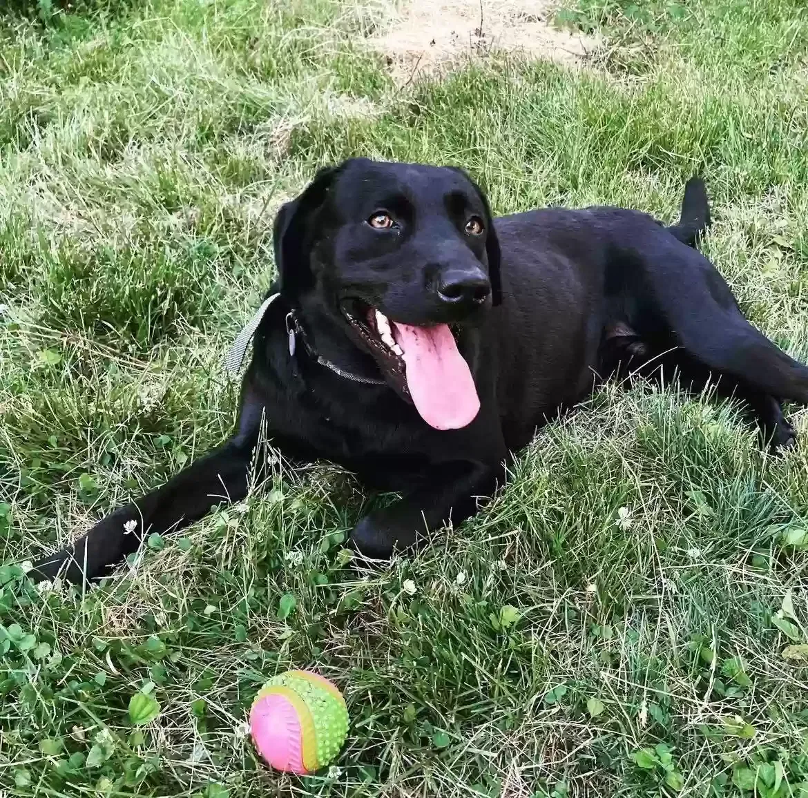Lost dog in West Chicago, IL, 60185