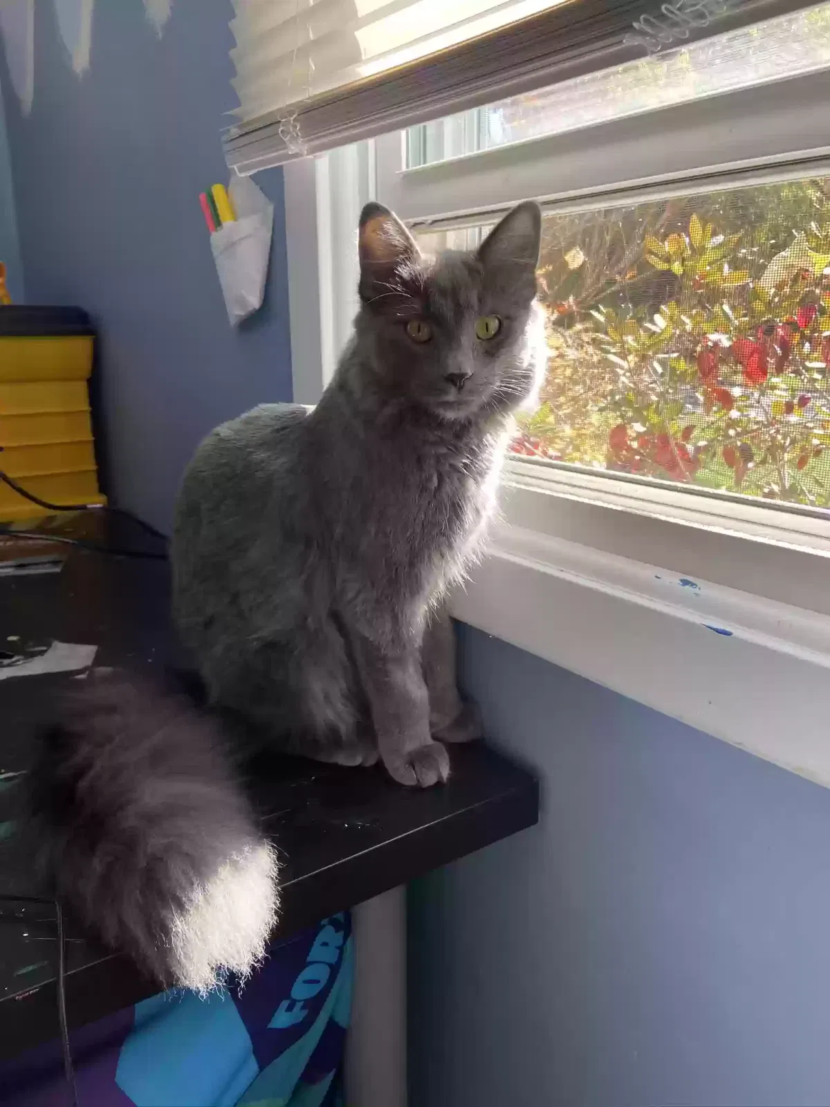 Lost cat in Stillwater, MN, 55082