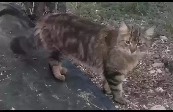 Lost cat in San Antonio, TX, 78245