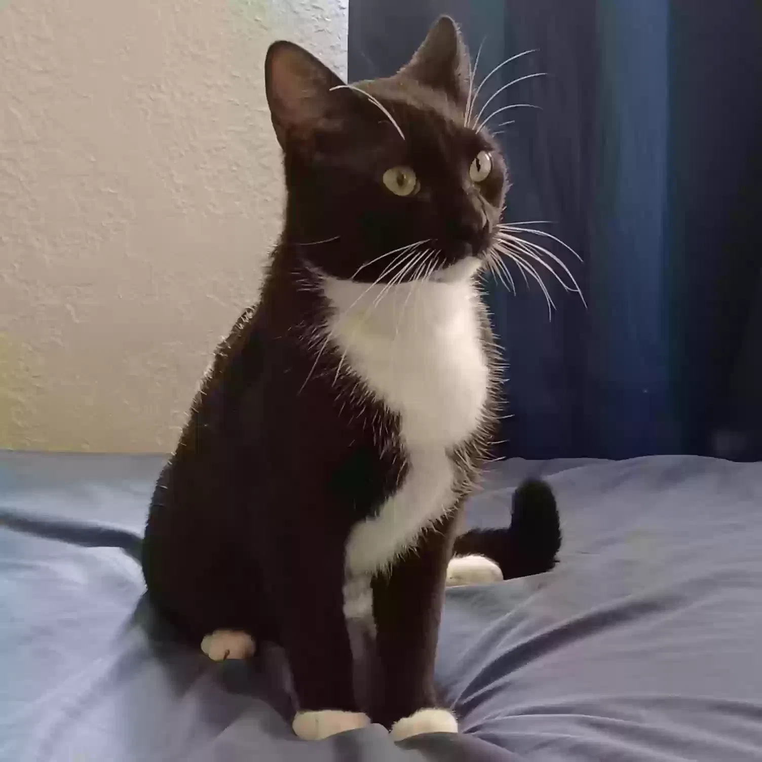 Lost cat in Fort Lauderdale, FL, 33311