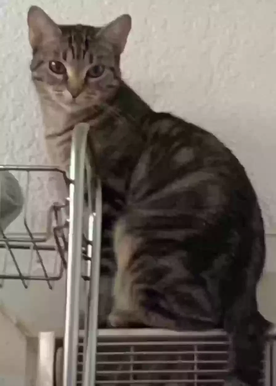 Lost cat in Fresno, CA, 93703