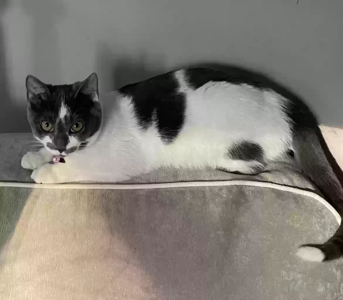 Lost cat in Lawrenceville, GA, 30043