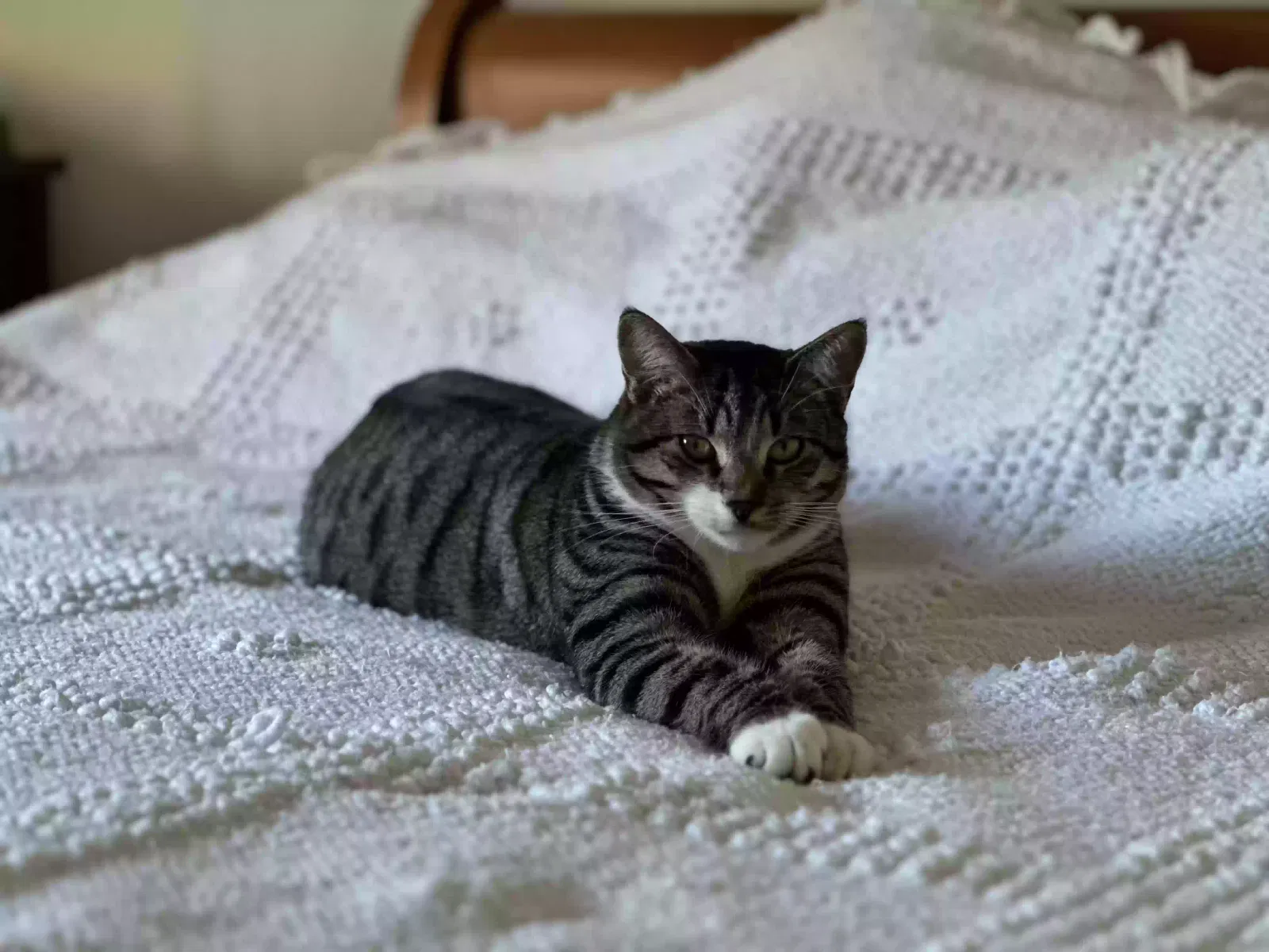 Lost cat in La Jolla, CA, 92037