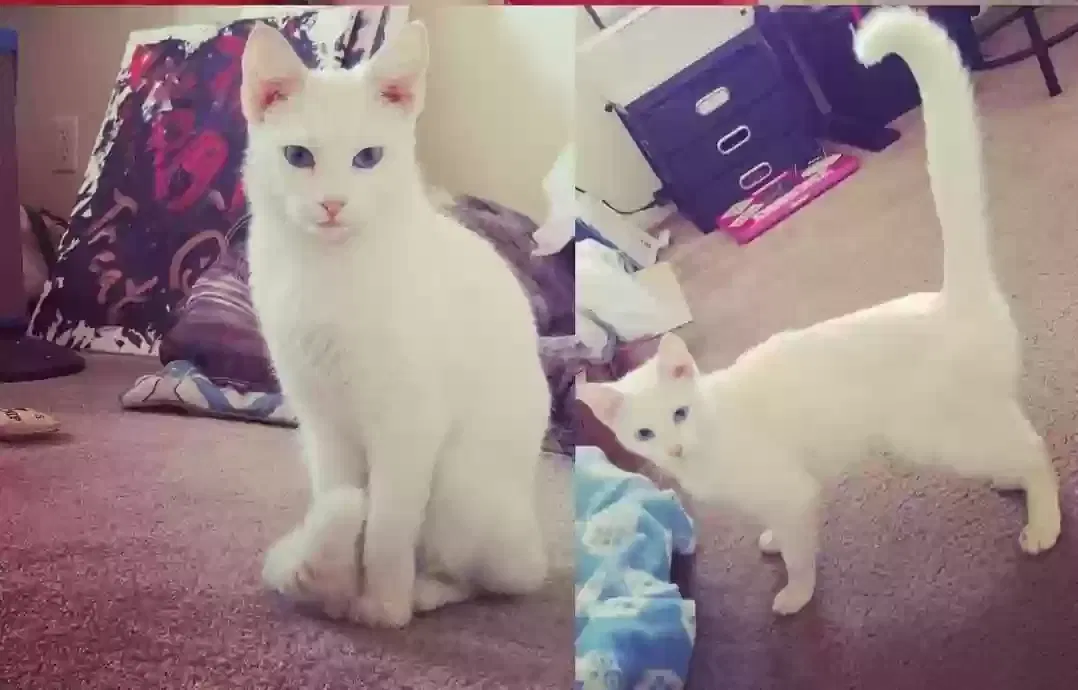 Lost cat in Tempe, AZ, 85281