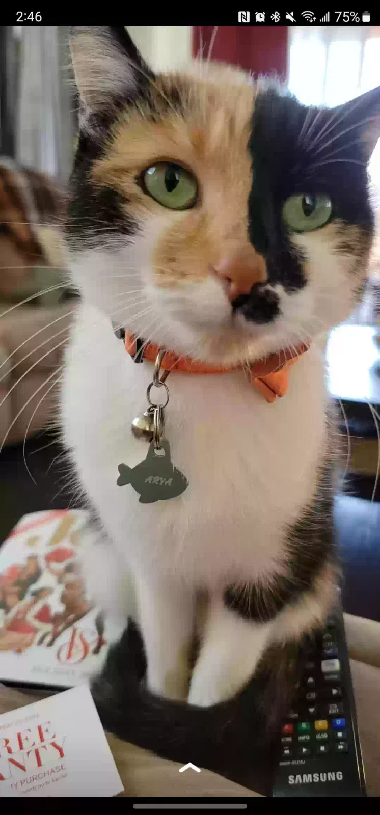 Lost cat in Hawaiian Gardens, CA, 90716