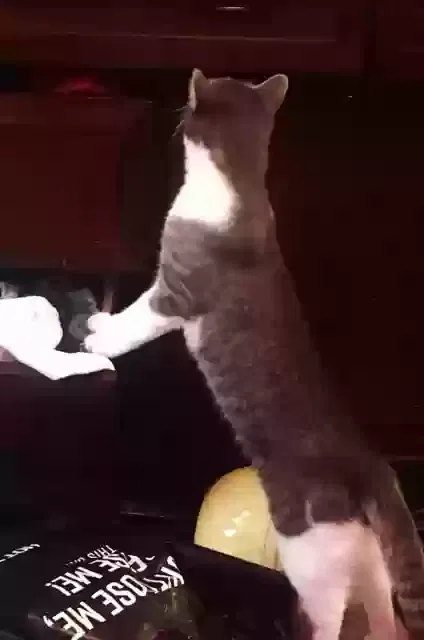 Lost cat in Gilbert, AZ, 85297