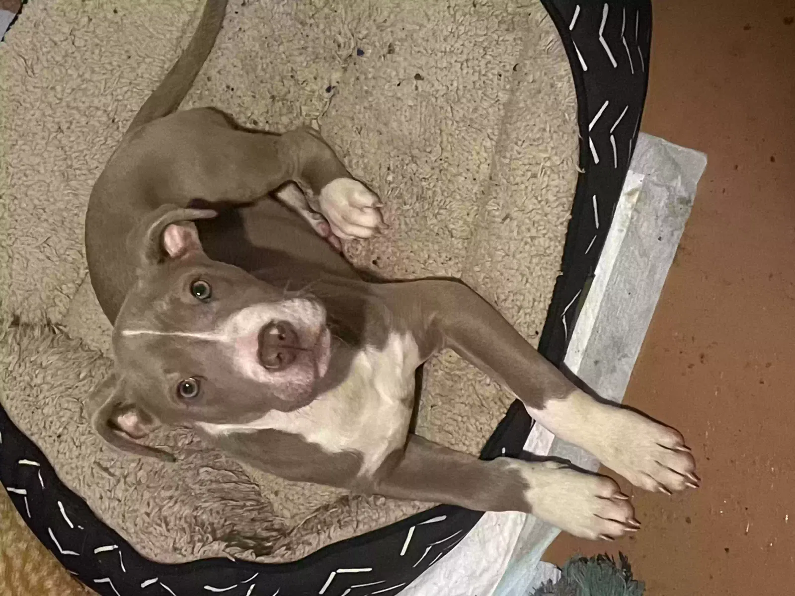 Lost dog in Inkster, MI, 48141