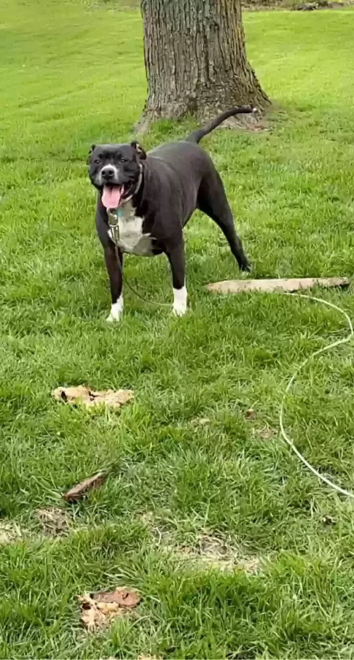Lost dog in Chicago Heights, IL, 60411