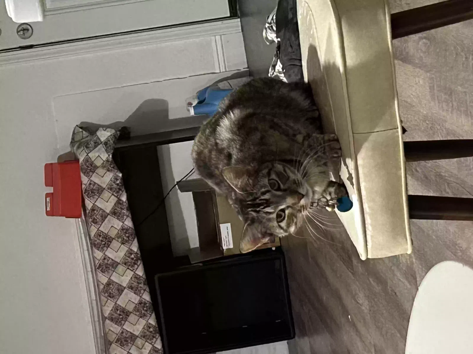 Lost cat in San Jose, CA, 95126