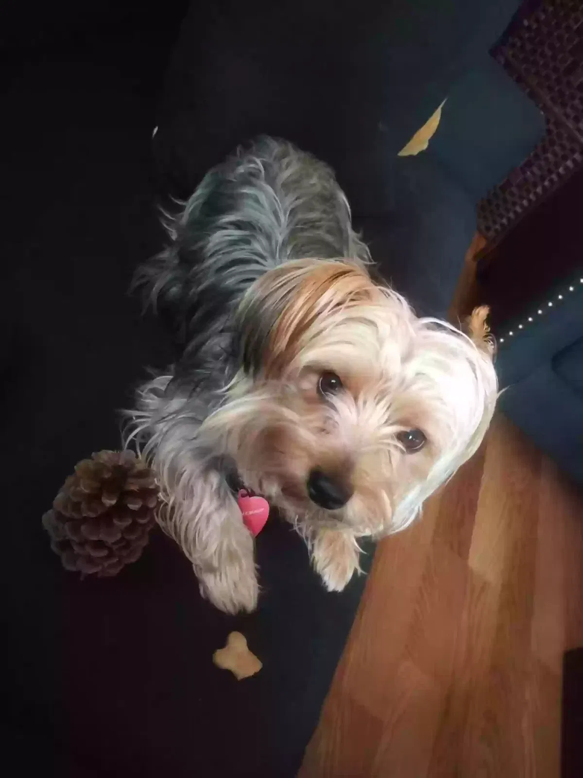 Lost dog in Portsmouth, VA, 23707