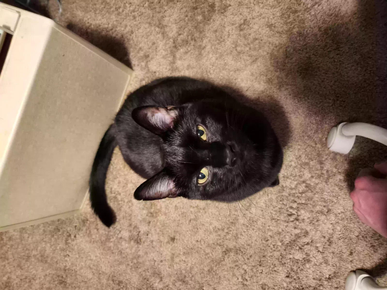 Lost cat in Seattle, WA, 98198