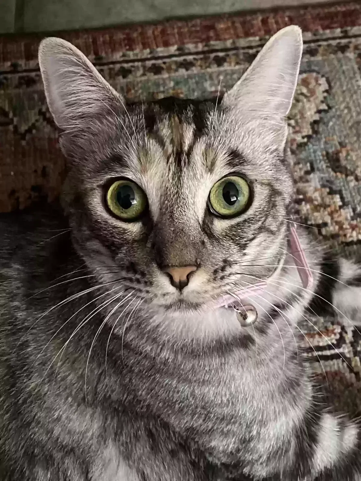 Lost cat in Santa Rosa, CA, 95407