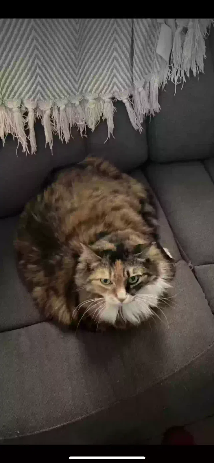 Lost cat in Lindenhurst, NY, 11757
