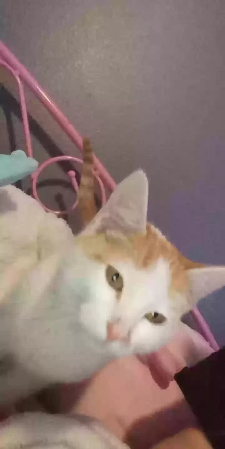 Lost cat in Johnstown, CO, 80534