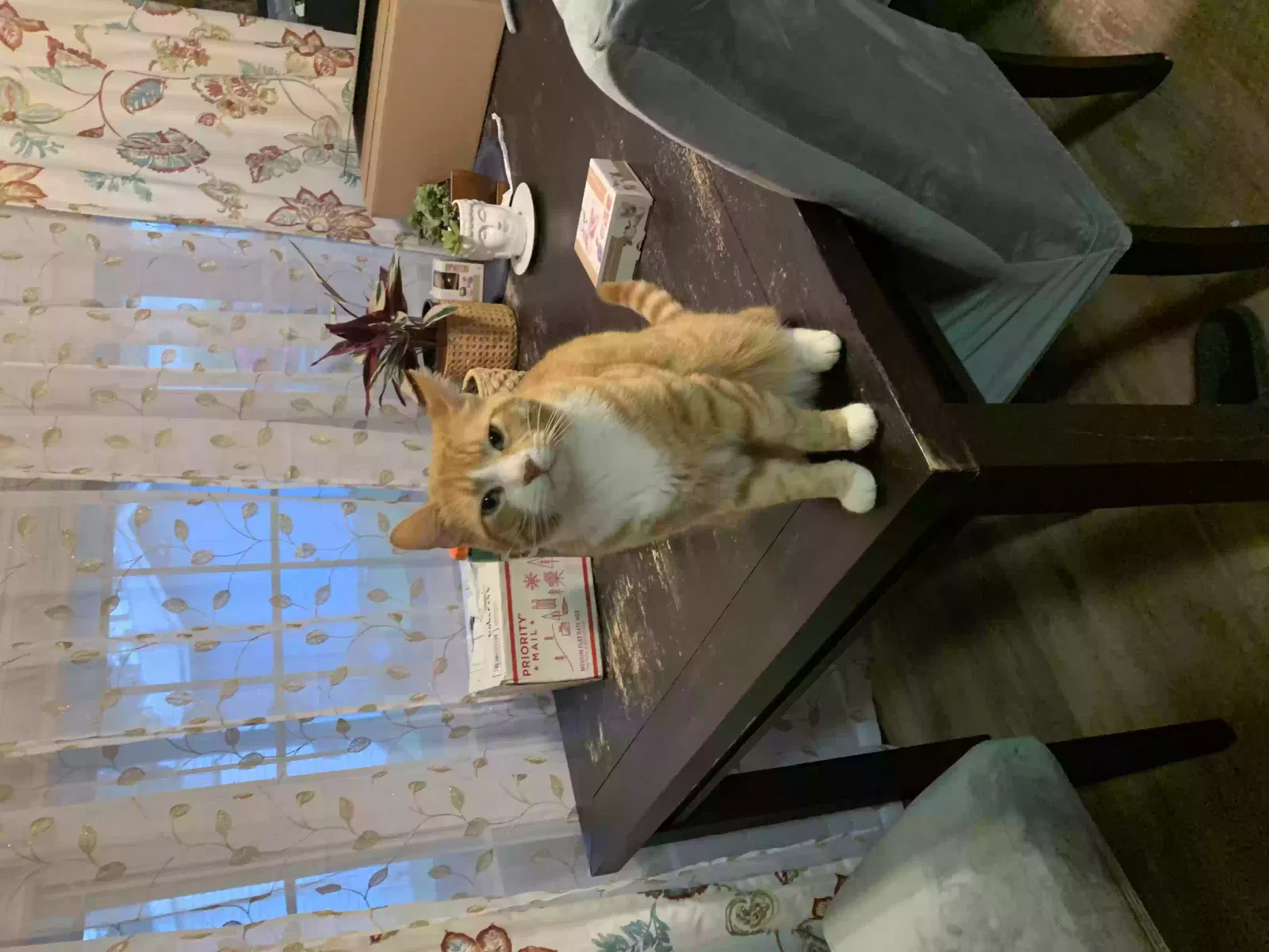 Lost cat in Harlingen, TX, 78550