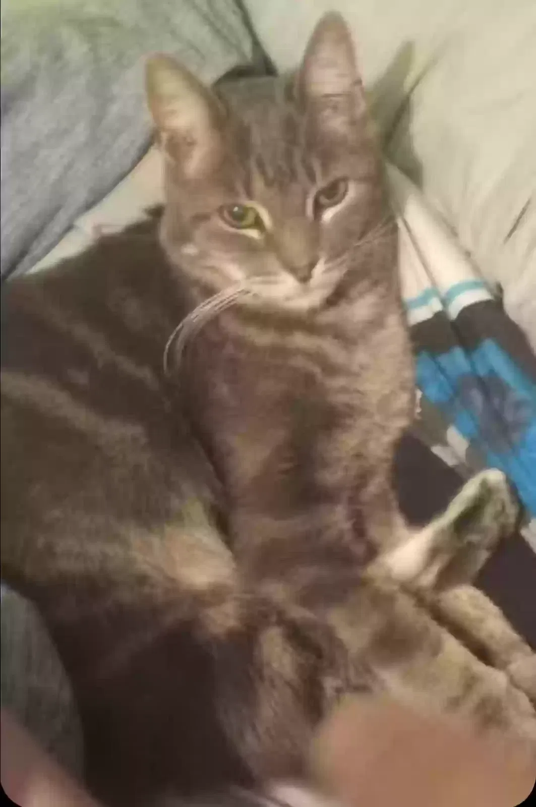 Lost cat in Amarillo, TX, 79106