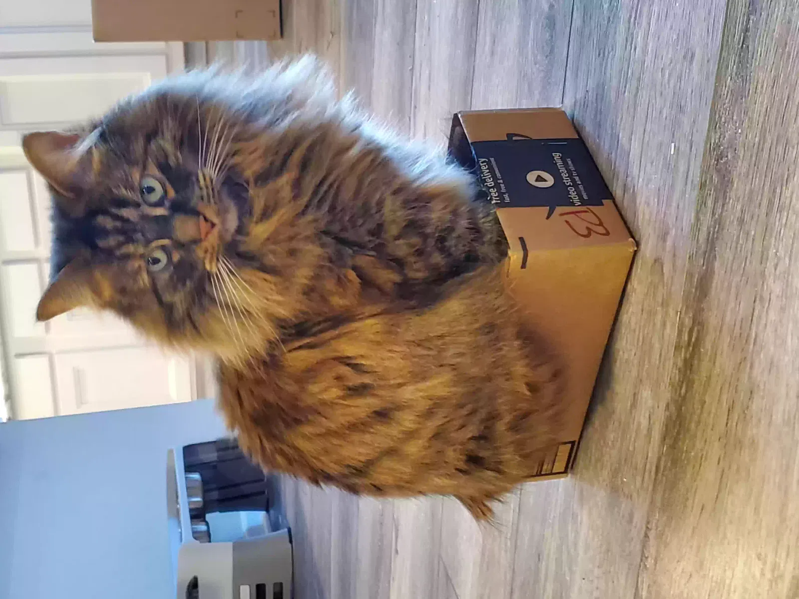 Lost cat in Carleton, MI, 48117