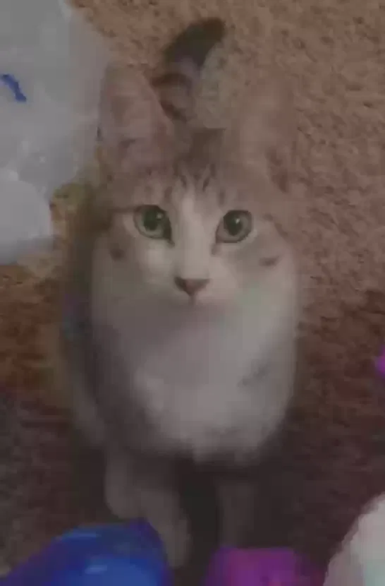 Lost cat in El Paso, TX, 79936