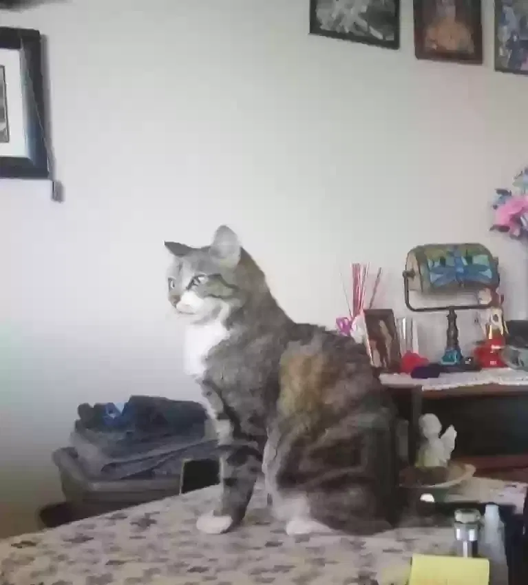 Lost cat in Everett, WA, 98204