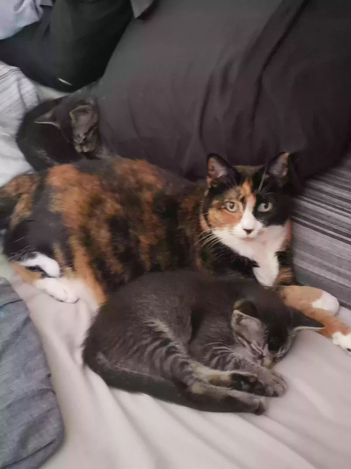 Lost cat in Hudson, FL, 34667