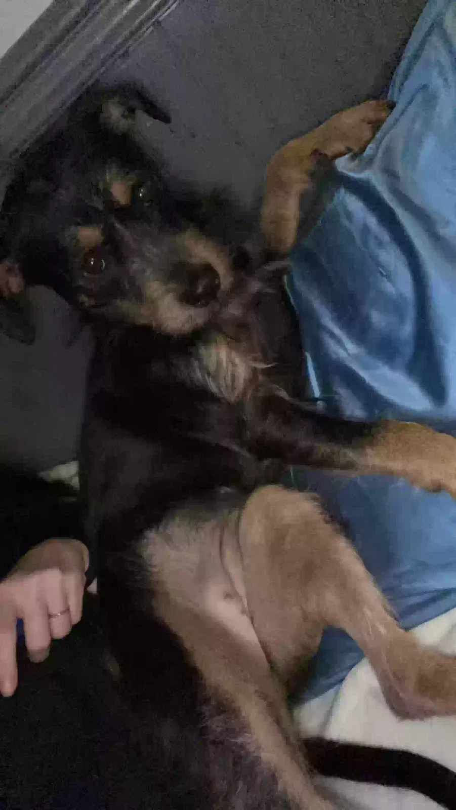 Lost dog in Thomasville, NC, 27360