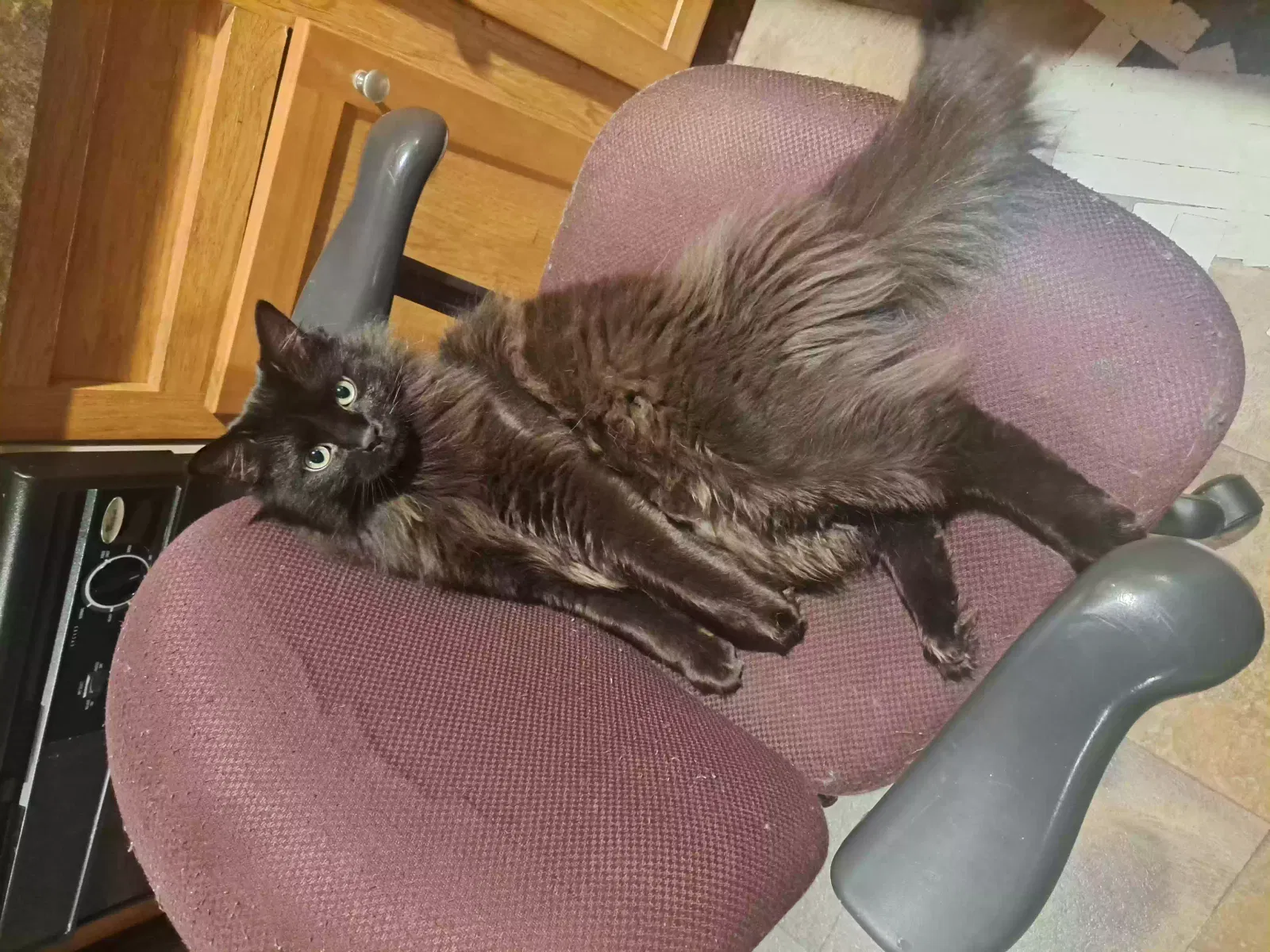 Lost cat in Wayland, MI, 49348