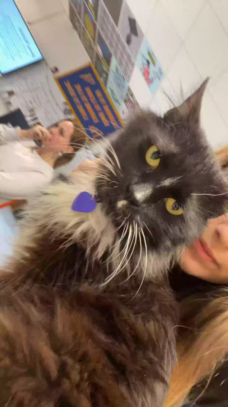 Lost cat in Lindale, GA, 30147