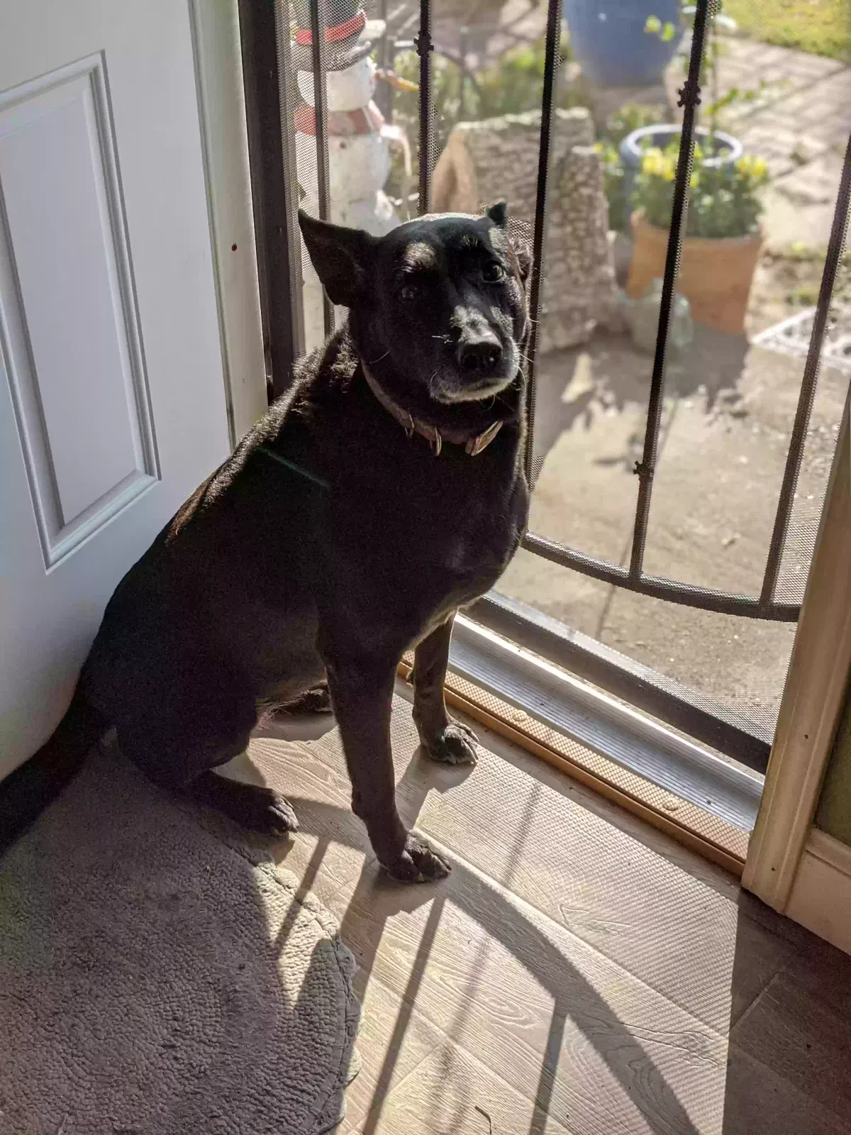 Lost dog in Turlock, CA, 95380