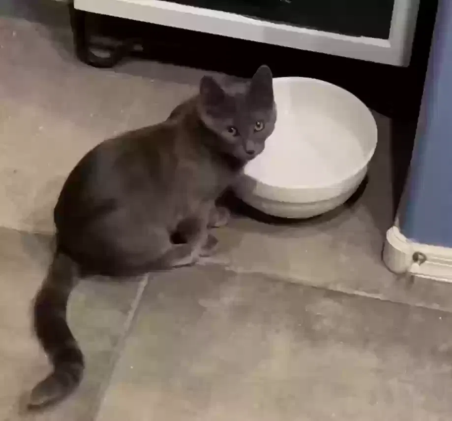 Lost cat in Gilbert, AZ, 85297