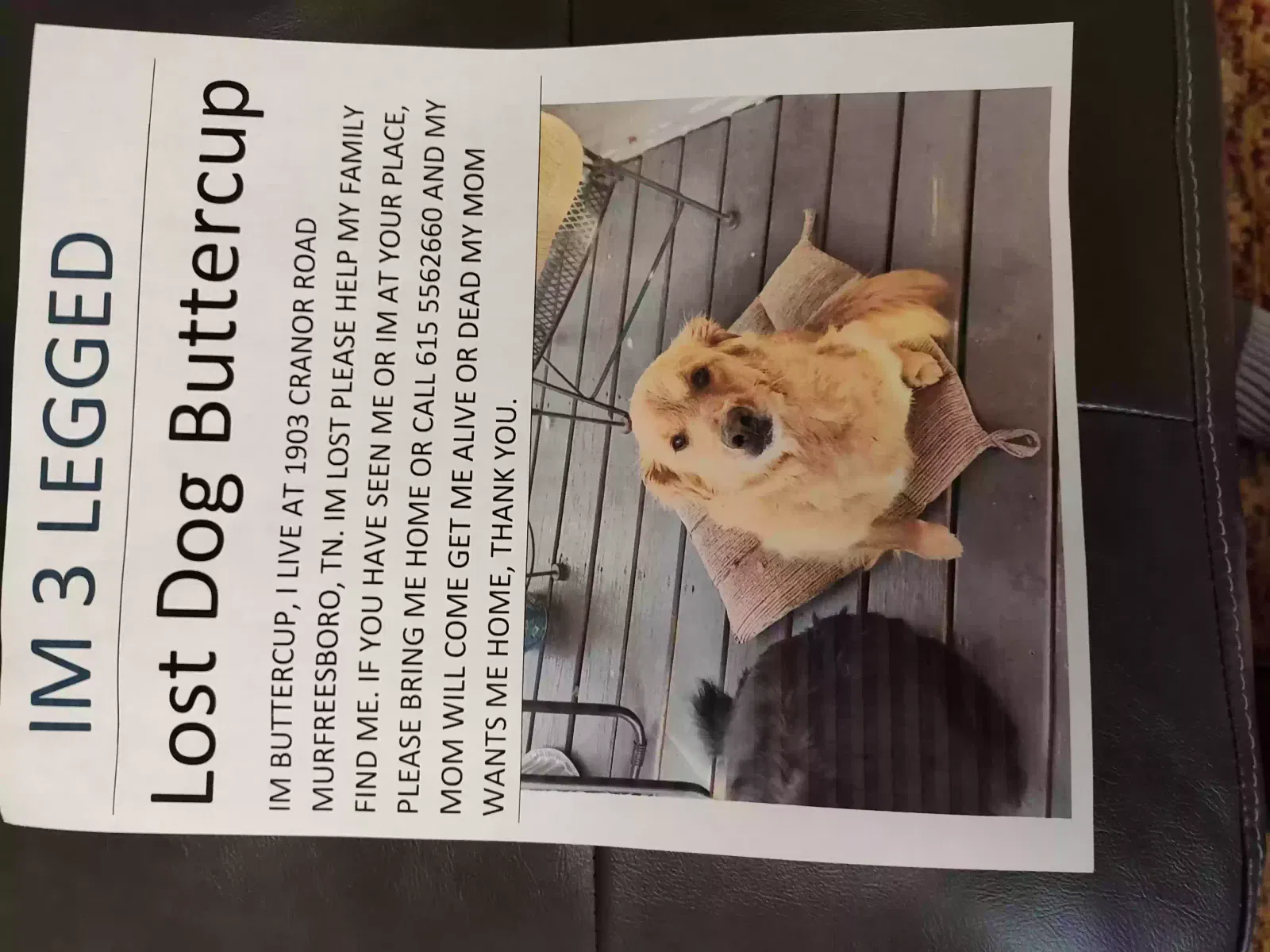 Lost dog in Murfreesboro, TN, 37130