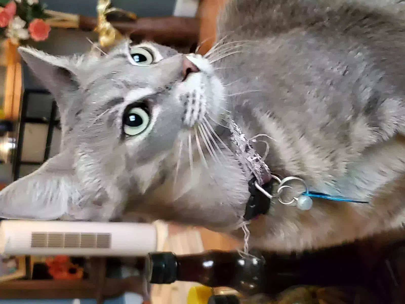 Lost cat in Pensacola, FL, 32526