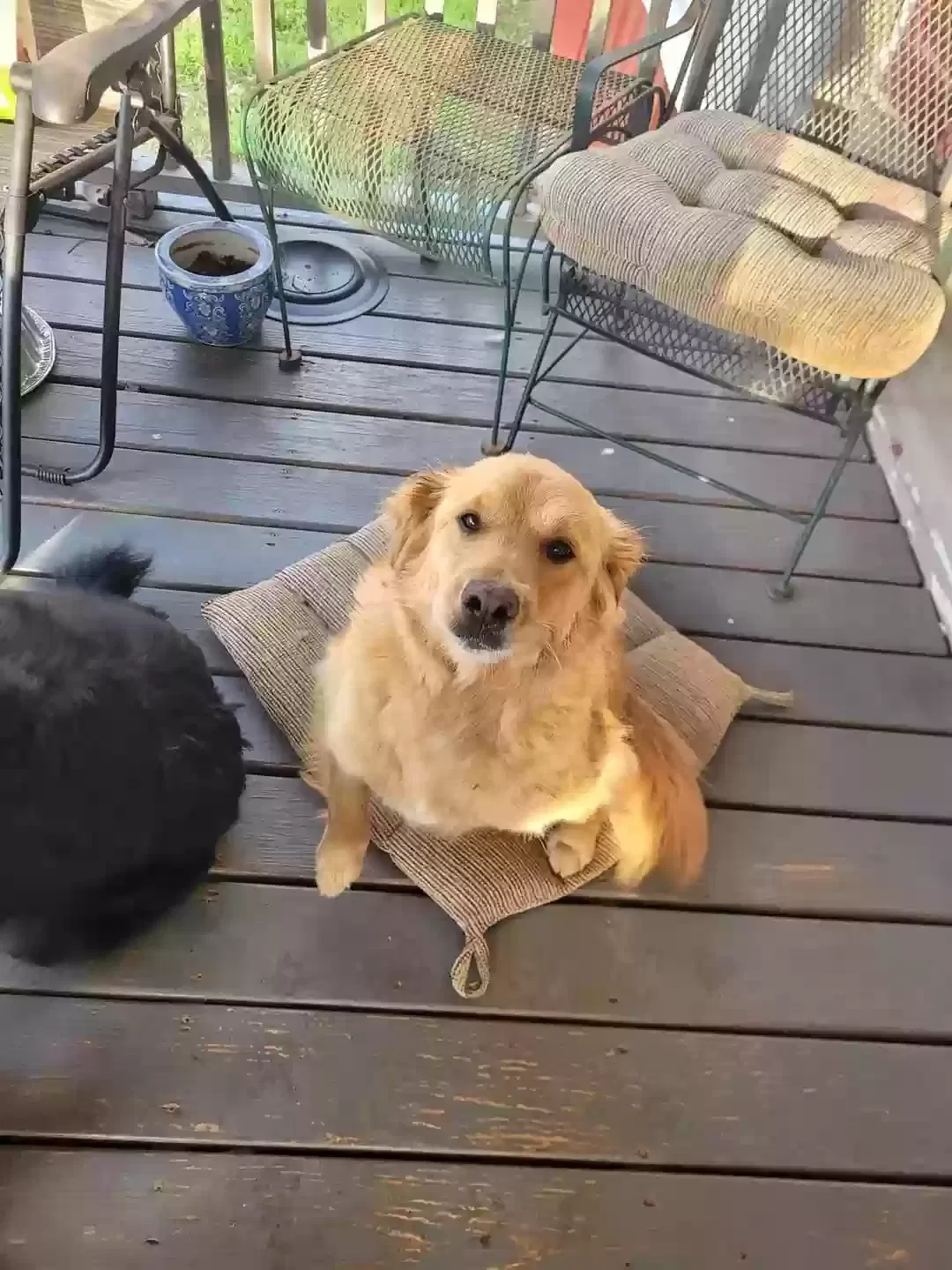 Lost dog in Murfreesboro, TN, 37130