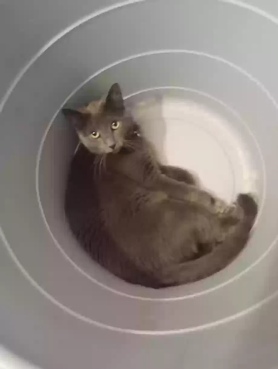 Lost cat in Denver, CO, 80223