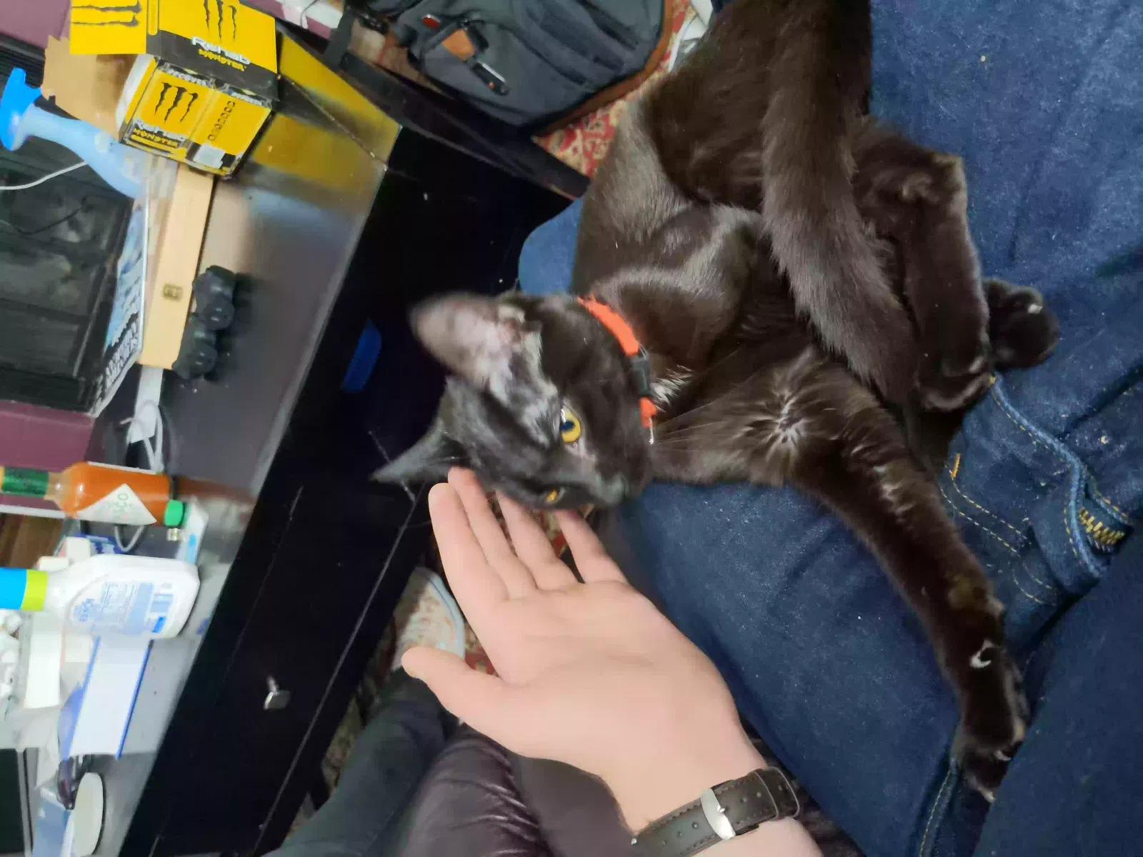 Found cat in Longmont, CO, 80501
