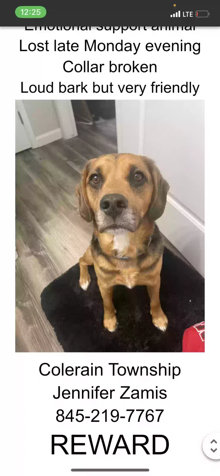 Lost dog in Cincinnati, OH, 45251