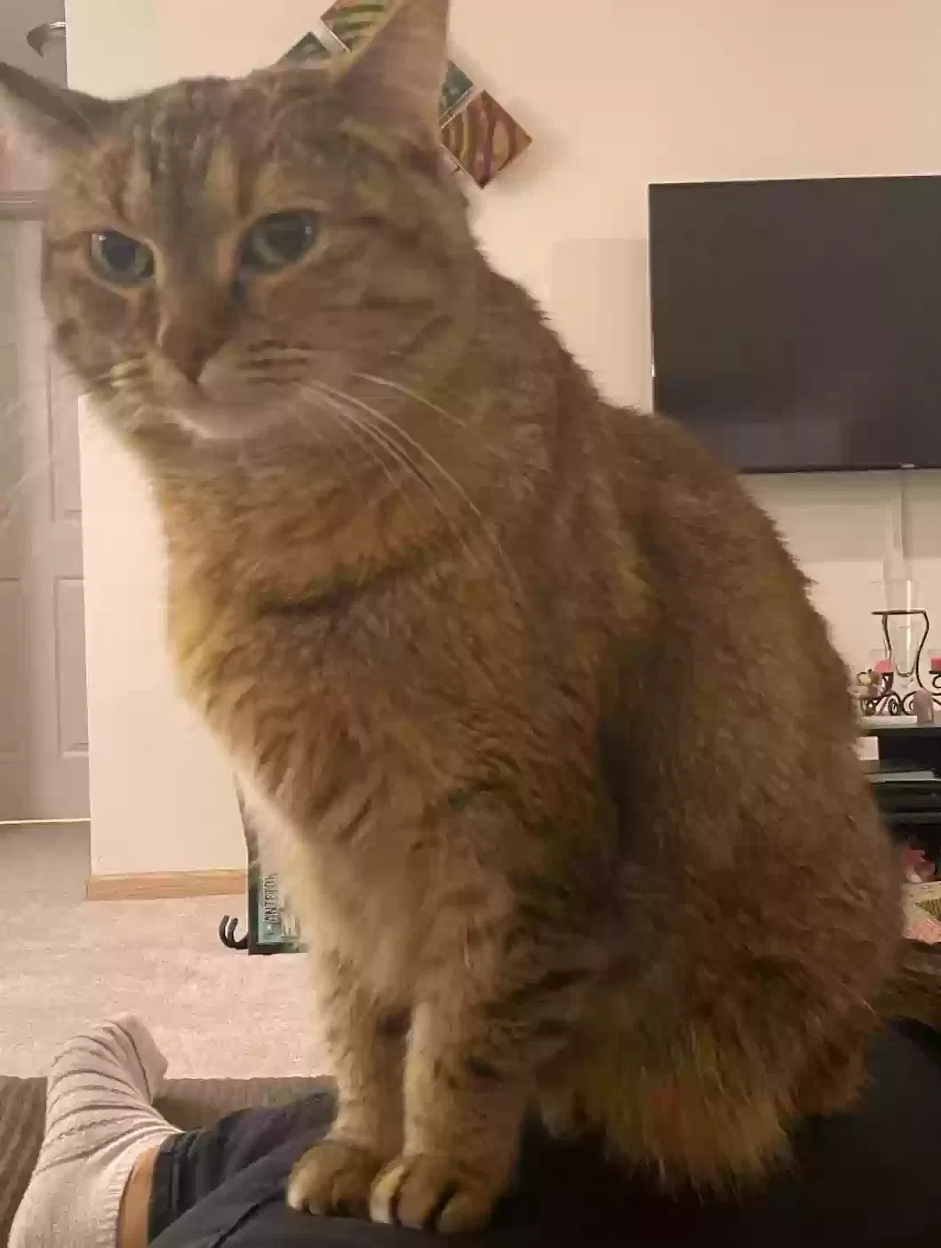 Lost cat in New Berlin, WI, 53151