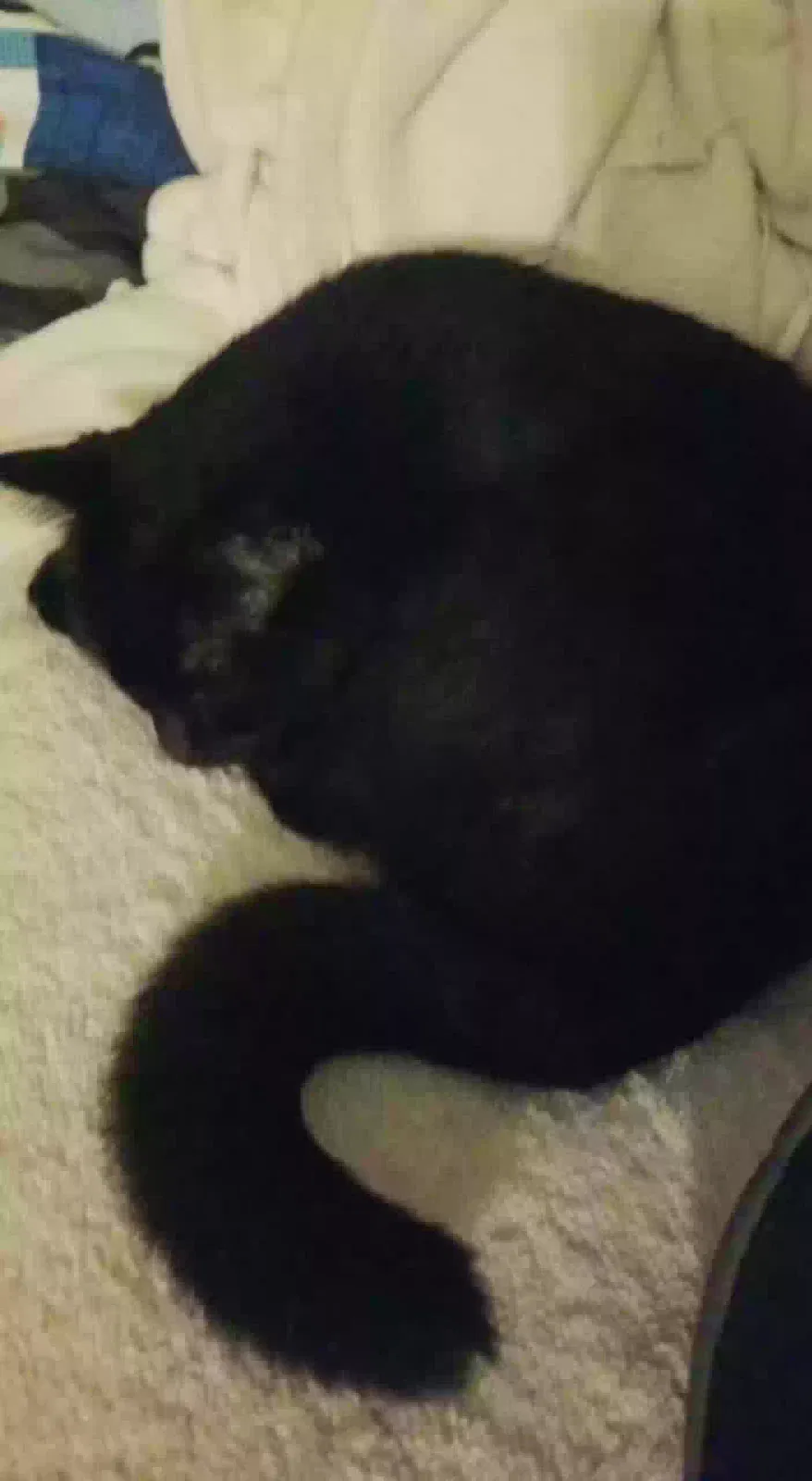 Lost cat in Orlando, FL, 32812