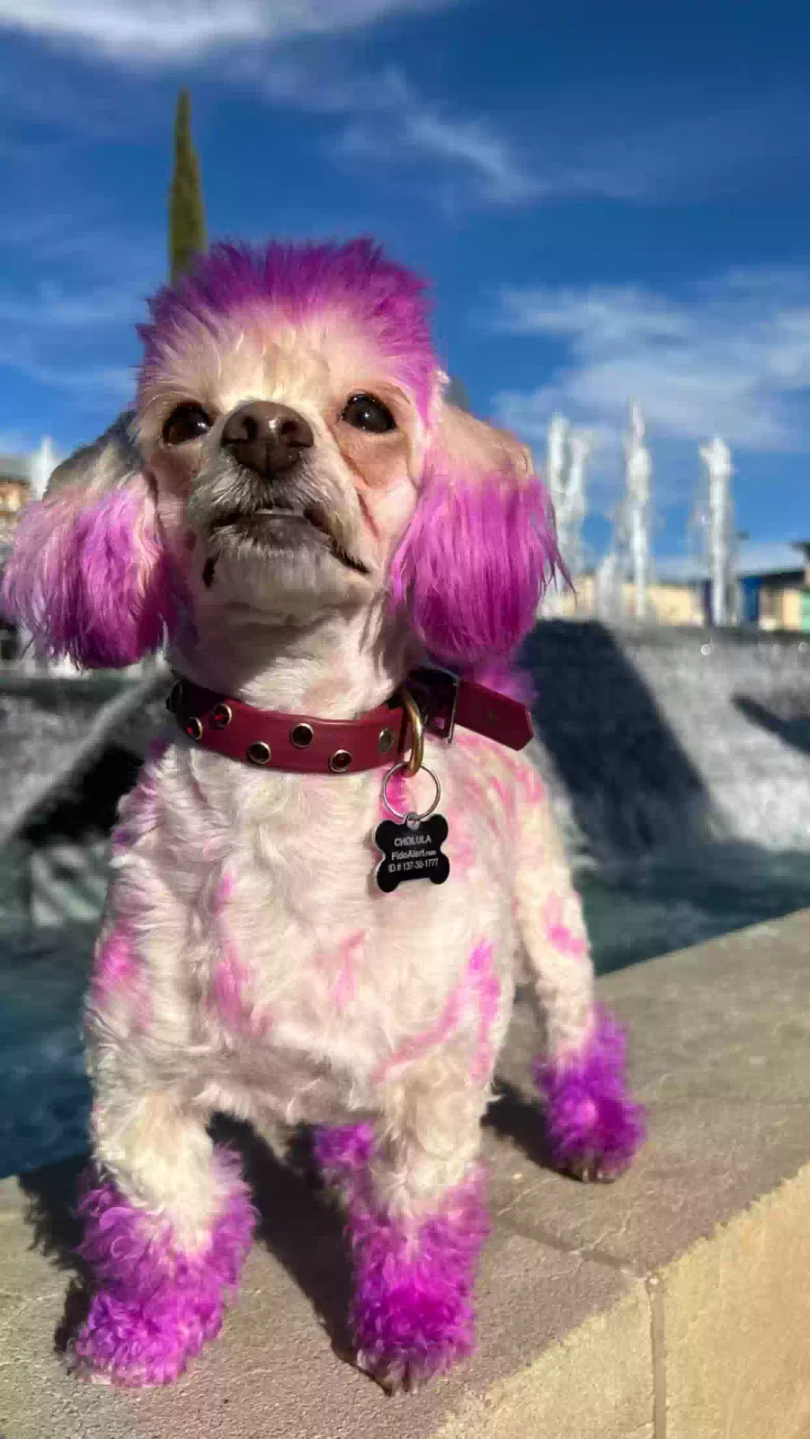 Lost dog in El Paso, TX, 79928