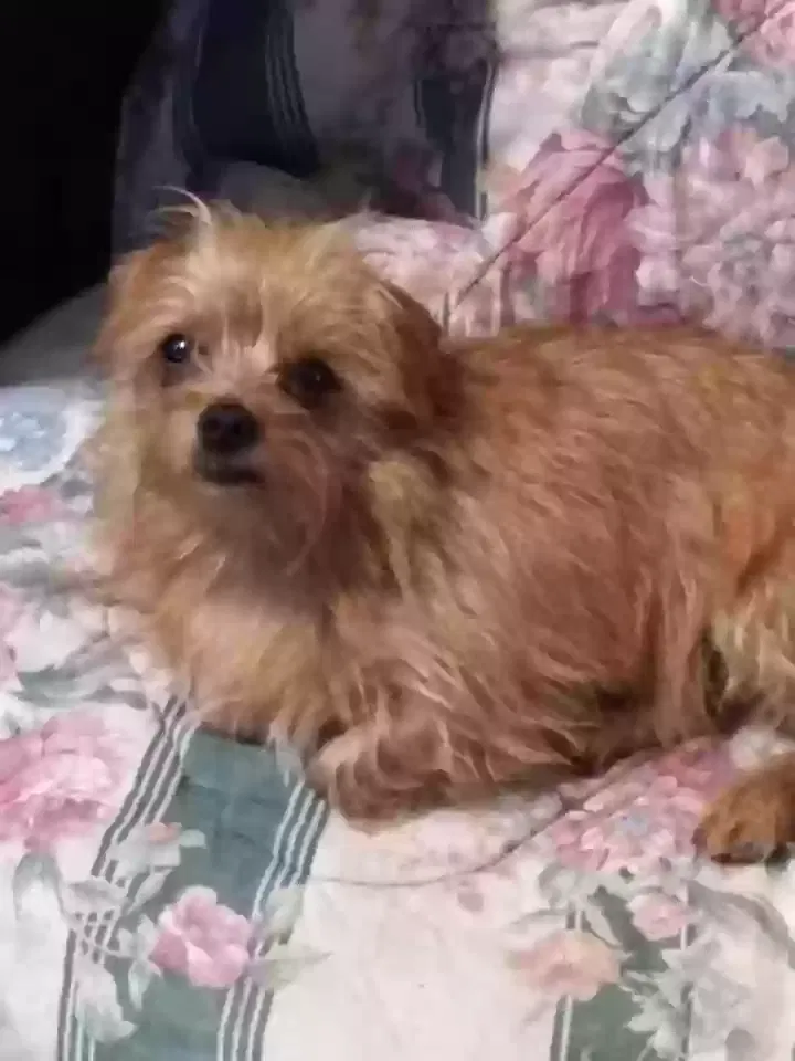 Lost dog in Stoutsville, OH, 43154