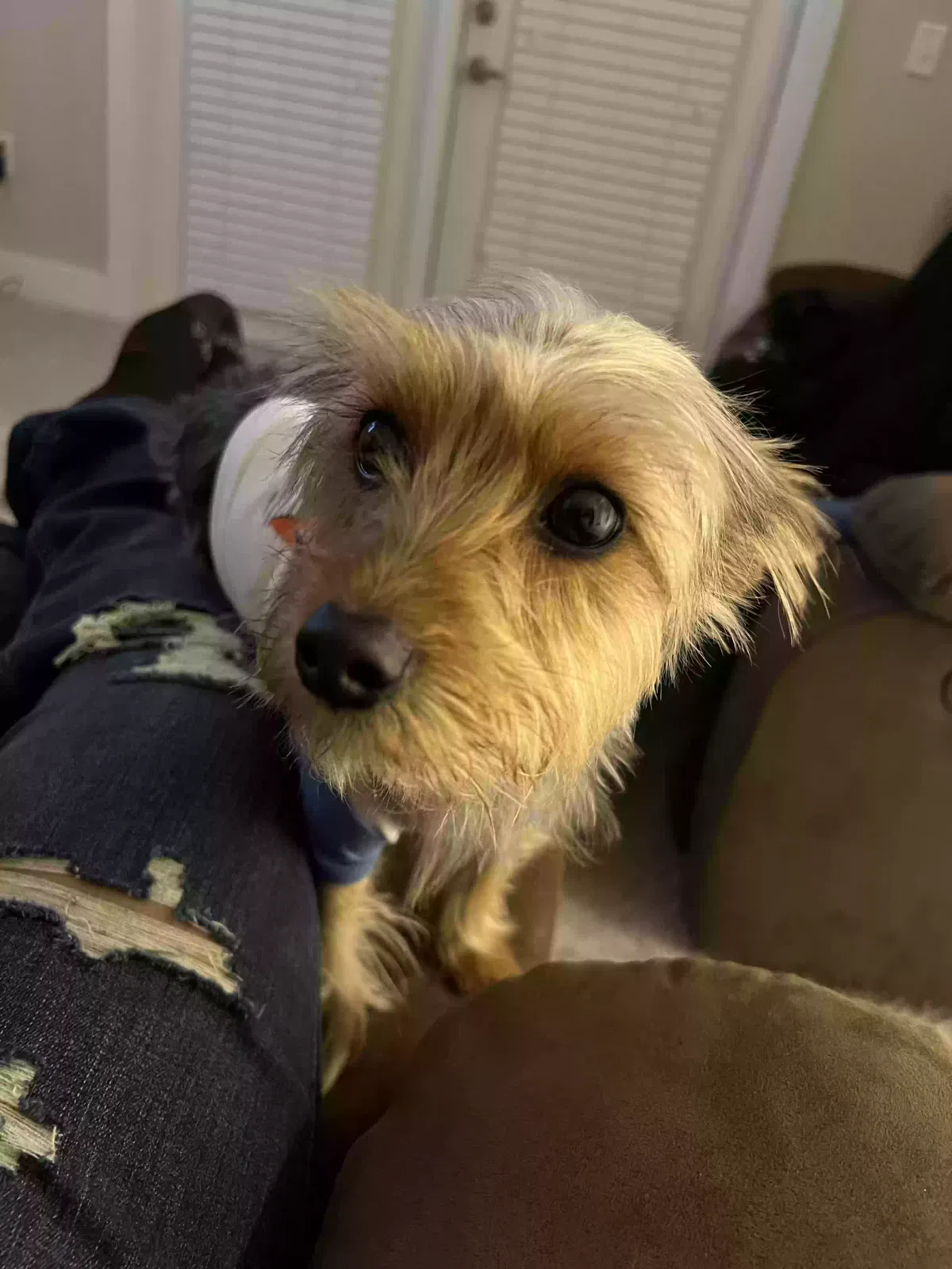 Lost dog in Fort Worth, TX, 76177