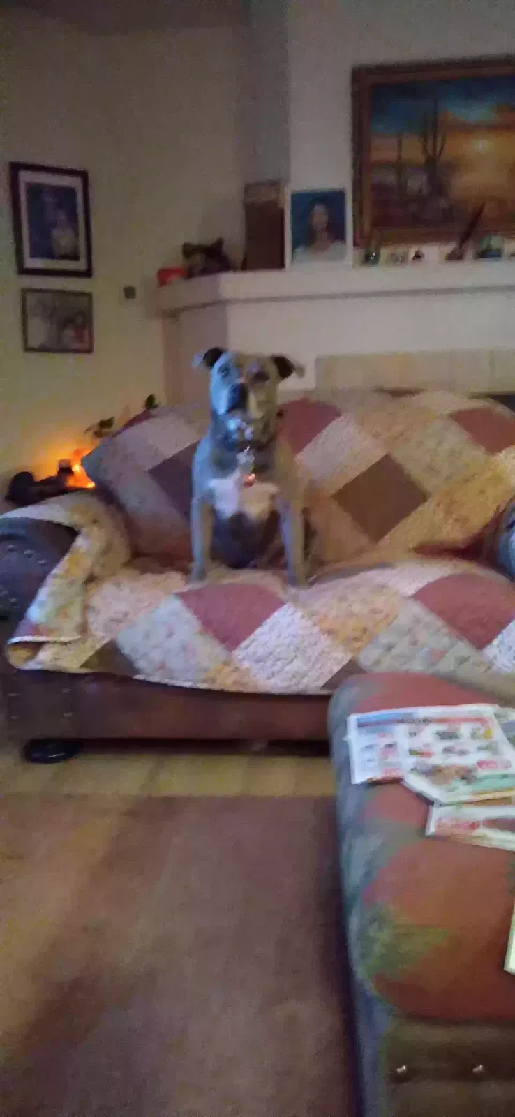 Lost dog in Yucca Valley, CA, 92284
