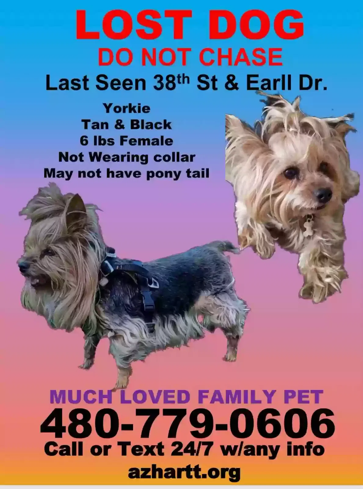 Lost dog in Phoenix, AZ, 85018
