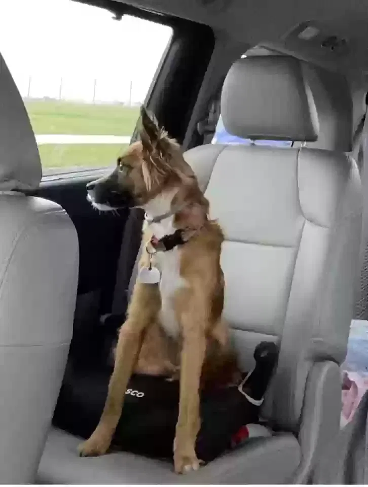 Lost dog in Purcell, OK, 73080
