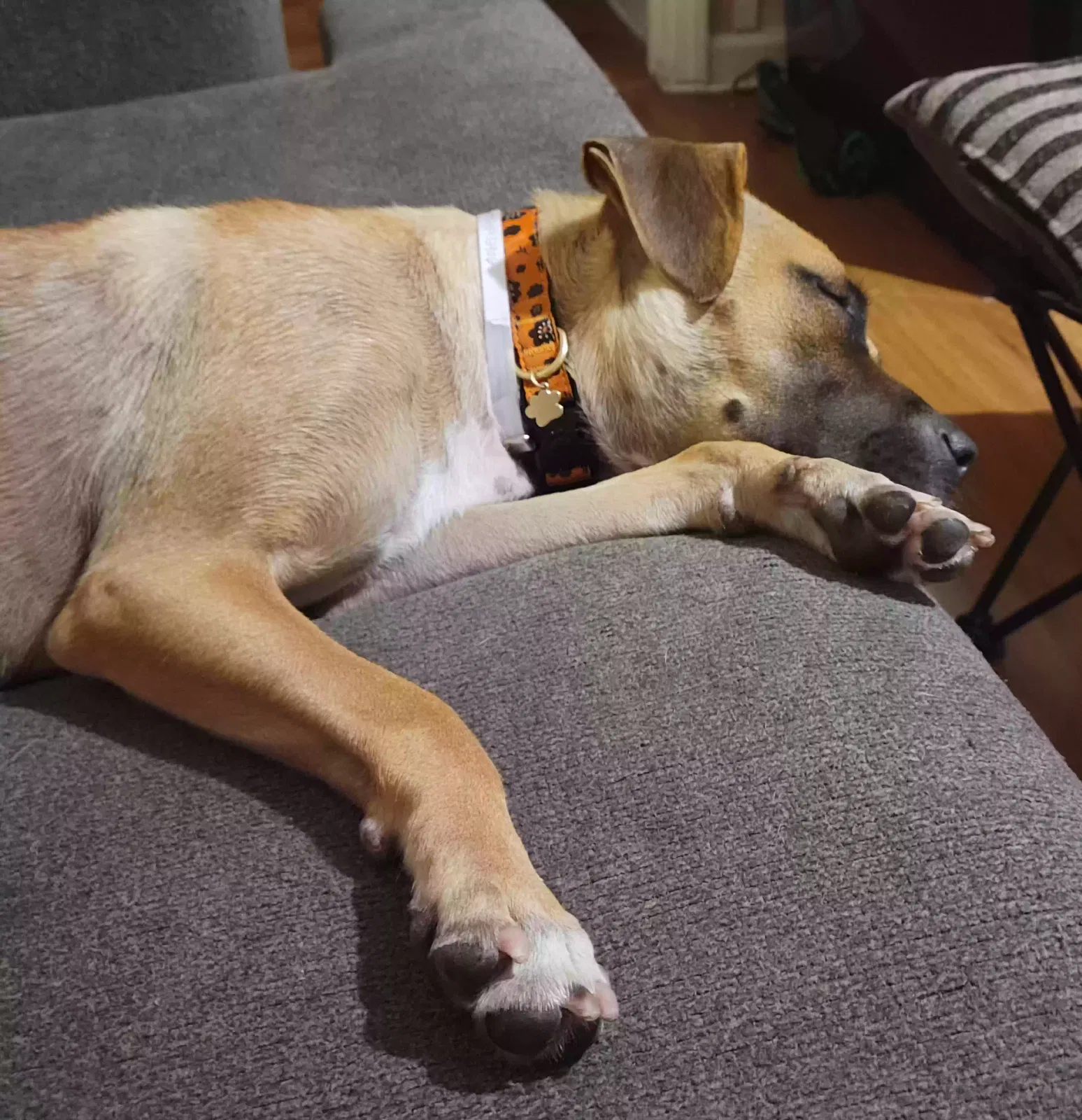 Lost dog in Louisville, KY, 40212