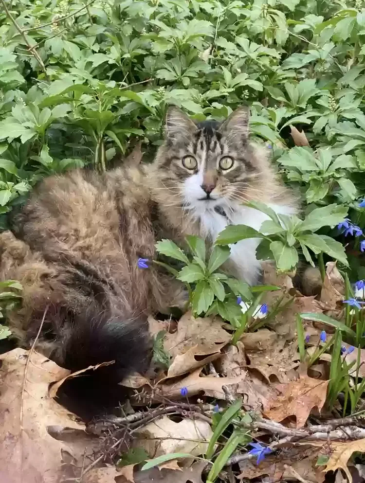 Lost cat in Dedham, MA, 2026