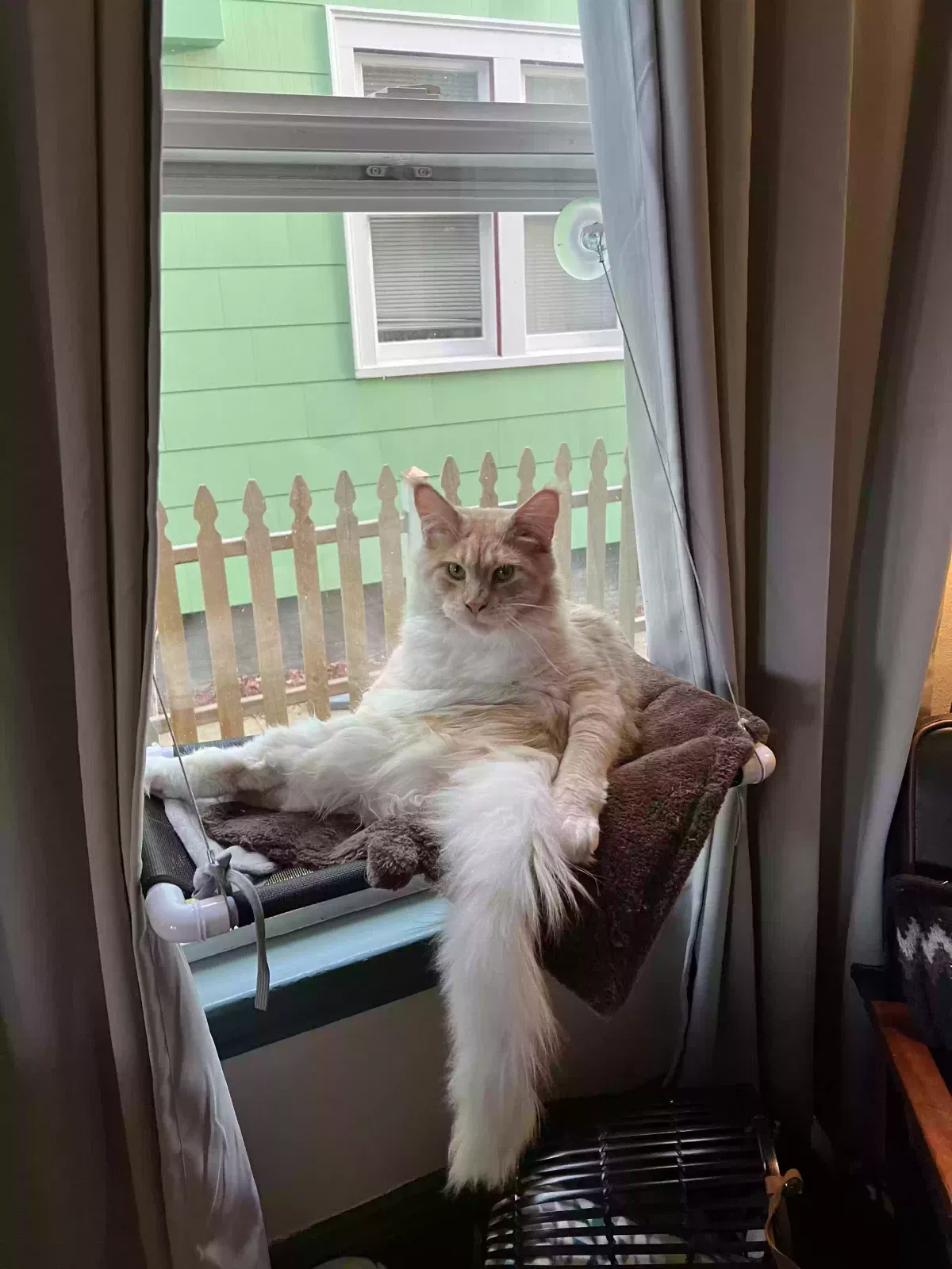 Lost cat in Tacoma, WA, 98405
