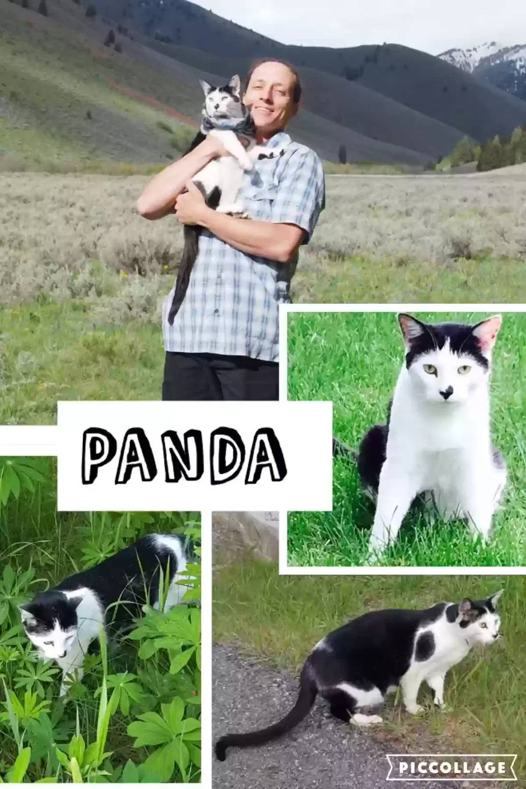 Lost cat in Escondido, CA, 92026