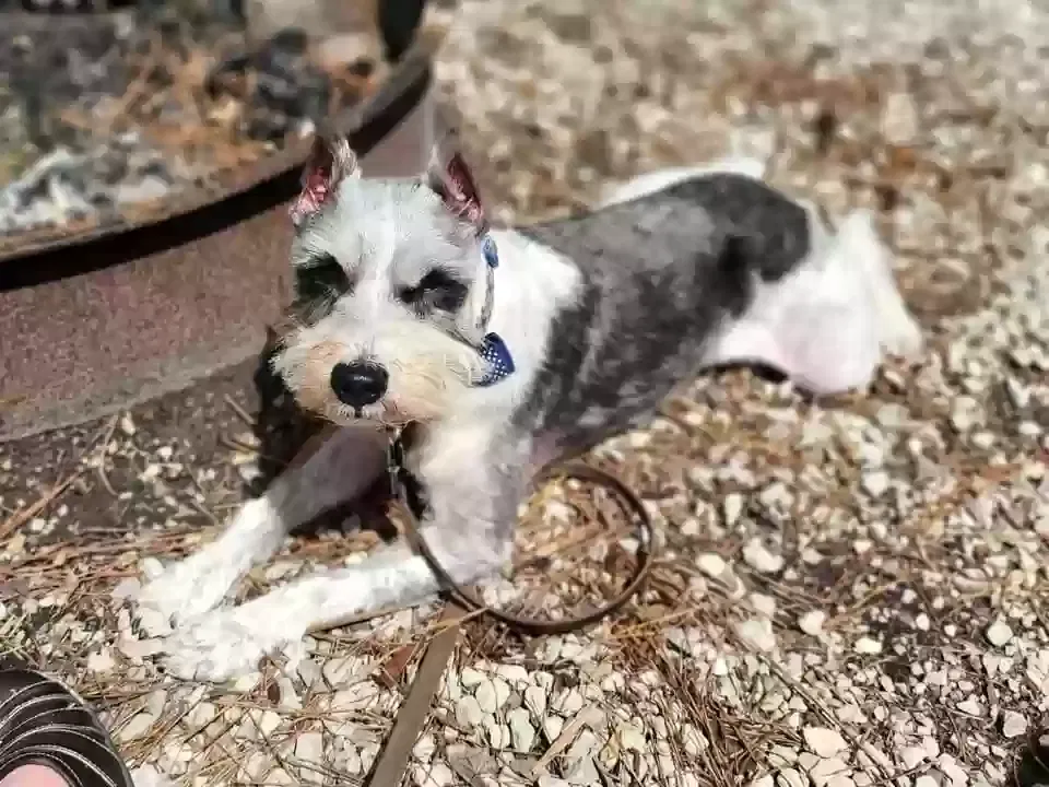 Lost dog in Spring, TX, 77386